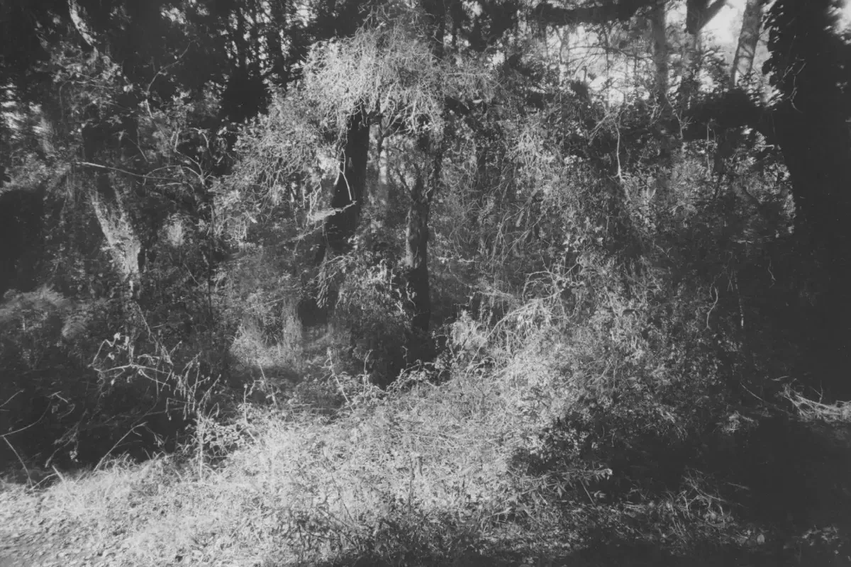 Gabrielle Duplantier, Wild Rose.